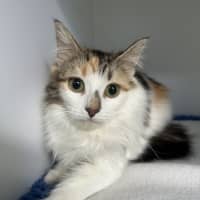 Photo of Paisley