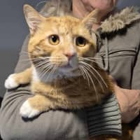 Photo of Fleetwood Mac **2nd Chance Cat Rescue**