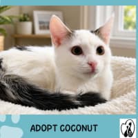 Photo of Coconut