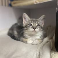 Photo of Opal