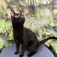 Photo of Eclipse   Located In Preston