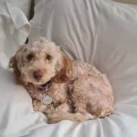 Photo of Ruby (Previously Janey)