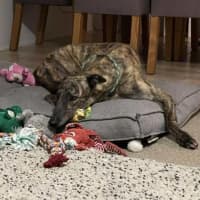 Photo of Tyson, The Greyhound