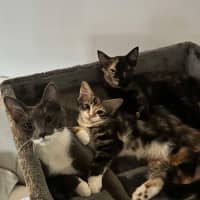 Photo of Astrid & Yogi