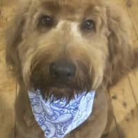 Photo of Lochie   21 Month Old Groodle