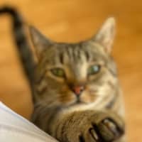 Photo of Baron