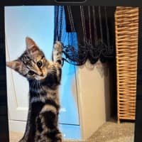 Photo of Skye Meet Me@Petstock Hastings