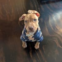 Photo of Chilli
