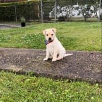 Photo of Thea   8 Week Old Staffy X Koolie (Hold)