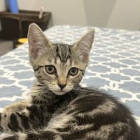 Photo of Daisy