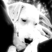 Photo of Scout 
