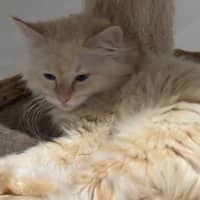 Photo of Oats Meet Me @Petstock Carrum Downs Store