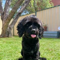 Photo of Chase   10 Month Old Cavoodle