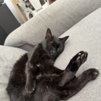 Photo of Mojo Jojo