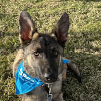 Photo of Ollie