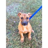 Photo of Cherry *$350 Adoption Fee*