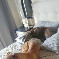 Photo of Buckley The Greyhound