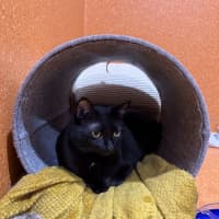 Photo of Soot