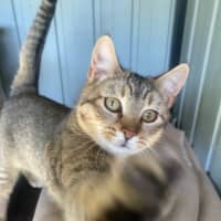 Photo of Pepper