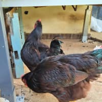 Photo of Two Roosters