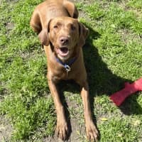 Photo of Scout