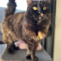 Photo of Evie   In Foster Care In Bentleigh East