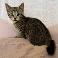 Photo of George   In Foster Care In Croydon