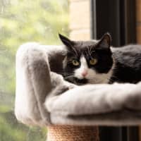 Photo of Pip   In Foster Care In Cranbourne