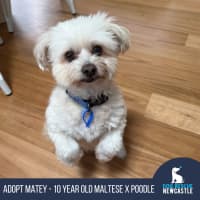 Photo of Matey   10 Year Old Moodle