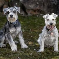 Photo of Stella & Flash   Bonded Pair Female & Male