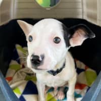 Photo of D1140 Micro