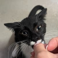 Photo of Sweets Aka Fish Toots