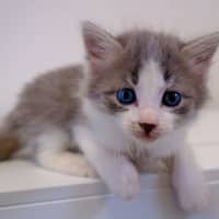 Photo of C1445 Sophia