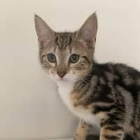 Photo of Cookie 