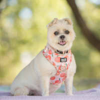 Photo of Pixie