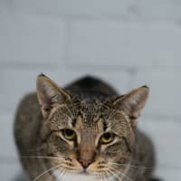 Photo of Bart
