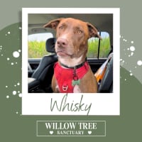 Photo of Whisky