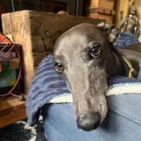 Photo of Lola