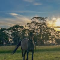 Photo of Armadell Manni