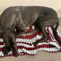 Photo of Carla, They Greyhound