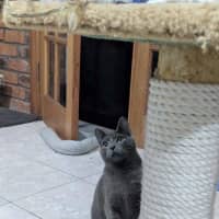 Photo of Smokey
