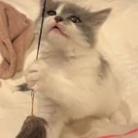 Photo of Pippa