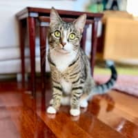 Photo of Lindsay   Located In Westmeadows