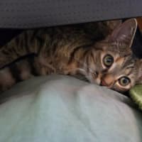 Photo of Cosmo
