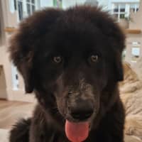 Photo of Daisy (Dipsy)