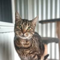 Photo of Ziggy