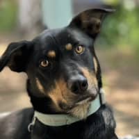 Photo of Alfalfa (Alfie)