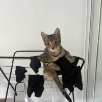 Photo of Leo