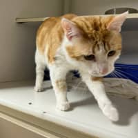 Photo of Chester