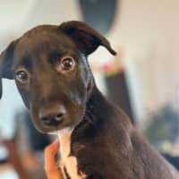 Photo of Luna   11 Week Old Wolfhound X Cattle Dog X Kelpie